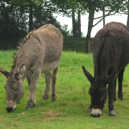 Les Chambres D'ebalet Bed & Breakfast