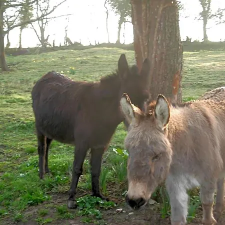 Bed & Breakfast Les D'ebalet 3*